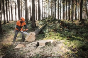 Mit Motorsägen fing alles an: Noch heute ist Stihl weltweit die meistverkaufte Marke in diesem Segment (© Stihl Holding AG & Co. KG)